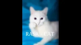 RASA - кошка (Новая песня 2019)