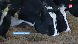 Три животноводческих фермы планируют начать возводить в этом году в Вологодском районе