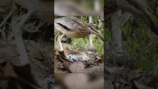 Union of a bird and a crocodile. Water Thick-knee 🐦‍⬛🐊 #animals #nature #wildlife