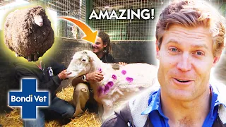 Unbelievable Animal Transformations | Compilation | Bondi Vet