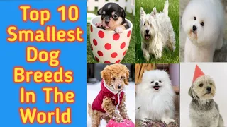 TOP 10 SMALLEST DOG BREEDS IN THE WORLD / SAMPUNG PINAKA MALIIT  NA ASO SA MUNDO