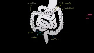 Colon rectum and anus |  Gastrointestinal system physiology |  NCLEX RN |  Khan Academy Urdu
