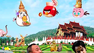 Angry Birds in Different Languages Meme Lapatata