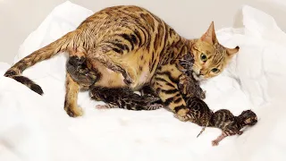 Bengal Cat Giving Birth to 5 Kittens - Beautiful & Emotional