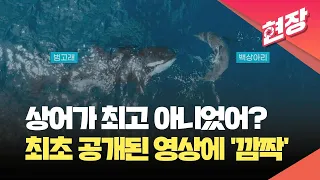 [현장영상] 상어 잡아먹는 고래가 있다?…최초로 포착된 모습 공개 / KBS 2024.03.07.