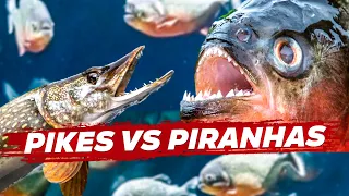 What Happens If You Throw Pikes To Piranhas. Flying To America. Guinness Record.