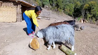 beautiful life of Manjita and Mr. Nati in their farm house in the jungle @Manjitamrnati