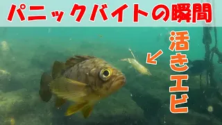 【水中映像】メバルのパニックバイト（活きエビの動きがまるであのアクション・・）