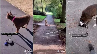 Drop the leash challenge - TikTok Dogs | TikTok