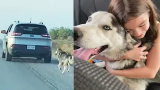 Husky Abandoned on Roadside Gets Adopted by Loving Family