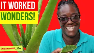 😲I TRIED IT and it WORKS! The MIRACLES Of Aloe Vera! [ #MedicinaHerbs Of #Jamaica ]