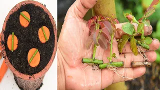 How to propagate roses with carrots  - Grow Rose From Carrots || With 1% Success