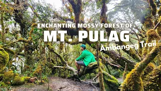 Enchanting Mossy Forest of Mt. Pulag via Ambangeg Trail