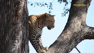 Unbelievable Brave warthog parents ls determined to chase and attack lion to get their baby back