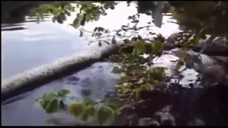 Big anaconda dead x caiman dead in pantanal brazil