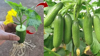 How to growing a cucumber tree from cucumber fruit to get more fruit and fast in the shortest time