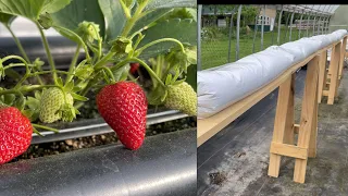 Hydroponic Strawberry Growing Ideas