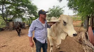 Ordeñando mis vacas 🐮