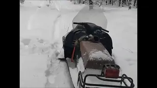 Волчица в петле. Регулирование численности волка. Видео волчатника Владимира Алфимова. Тверская обл.