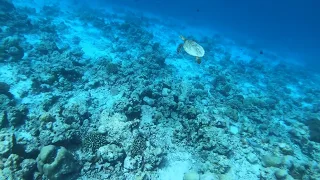 JW Marriott Maldives Snorkeling Extravaganza