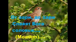 От зари, до зари Славят Бога соловьи...(Moadim)...