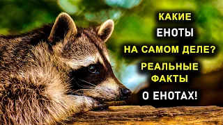 КАКИЕ ЕНОТЫ НА САМОМ ДЕЛЕ РЕАЛЬНЫЕ ФАКТЫ О ЕНОТАХ!