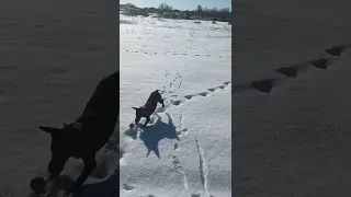 Цвергпинчер. Хорошо быть маленьким. А мне пора худеть 🐕