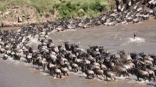 The Great Wildebeest Migration | River Crossings October 2020