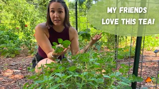 How to make holy basil tea fresh from the garden!