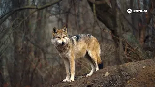 Артур Кунижев - Одинокий волк | Премьера клипа 2022