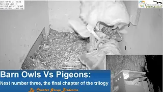 WILD Barn Owls Vs Pigeons: Nest number three, the final chapter of the trilogy