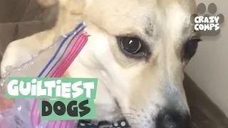 Guilty Dogs | Funny Dogs Compilation 2018 | Dogs are the Best 🐶🐶🐶