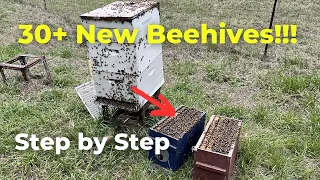 Plan Comes Together While Splitting Bees