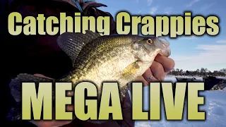 Catching Crappies with MEGA Live