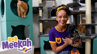 Meekah Visits The Animal Shelter - Animals for Kids | Blippi & Meekah | Educational Videos for Kids