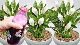 JUST 1 BOTTLE MAKES IT EXPLODE WITH SO MUCH BLOOMING (Any plant)
