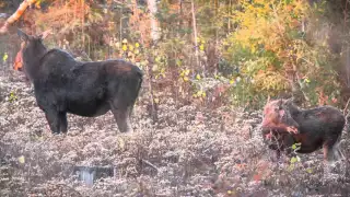 Minnesota Moose - Fall 2015