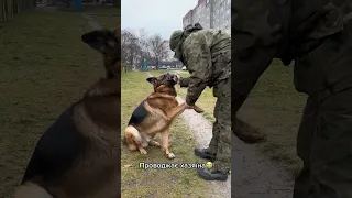 Вони все відчувають! Зворушливе відео з воїном!