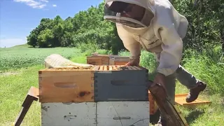 Tips to a big honey crop