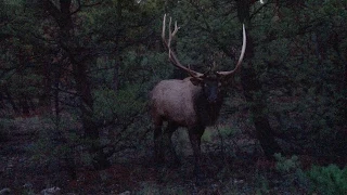 Giant Screaming Non-Typical Bull Elk at 14 Yards; "Captain Hook" Teaser from Roe Hunting Resources
