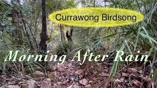 Morning After Rain | Australian Forest Ambience | Best Currawong Sounds