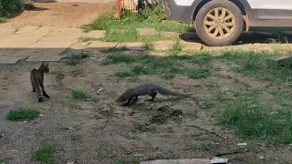 mongoose and cat fight