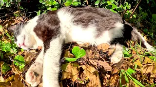 A panda-like cat sleeps while being massaged by a human