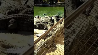 Как кормят крокодилов в Тунисе 🐊🐊🐊.