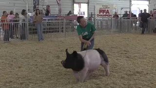 Swine Shows at the Scotts Bluff County Fair 2023