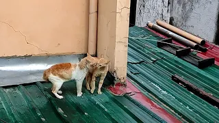 Cat fighting 🐱 | nabulabog ang umaga ko mga idol