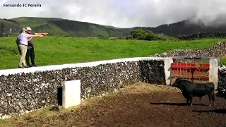 Escolher Touros Para Os Altares - Ilha Terceira Açores