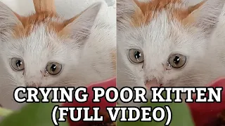Abandoned poor and hungry kitten | ASMR cat
