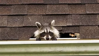 How to Evict Your Raccoon Roommates | National Geographic