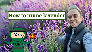 How to prune and grow lavender for beginners